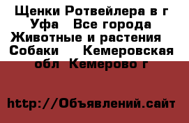 Щенки Ротвейлера в г.Уфа - Все города Животные и растения » Собаки   . Кемеровская обл.,Кемерово г.